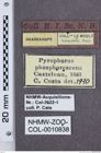 Etikette zu Pyrophorus phosphorescens (NHMW-ZOO-COL-0010838)